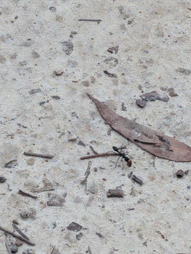 Myrmecia tarsata photo 17
