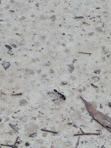 Myrmecia tarsata photo 18