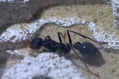 Myrmecia tarsata — queen photo 19