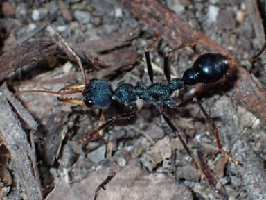Myrmecia tarsata photo 20