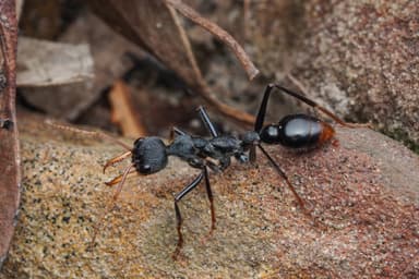 Myrmecia tarsata photo 21