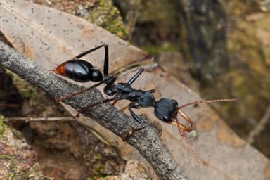 Myrmecia tarsata photo 22