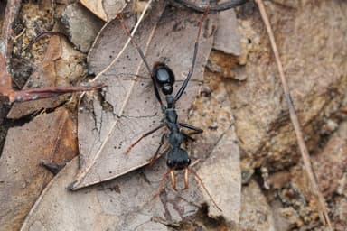 Myrmecia tarsata photo 23