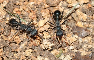 Myrmecia tarsata photo 24