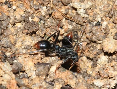 Myrmecia tarsata photo 25