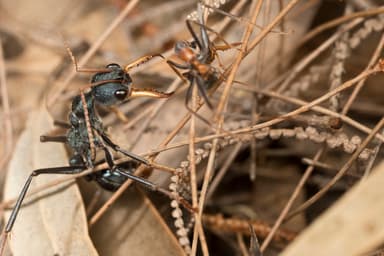 Myrmecia tarsata — worker photo 26