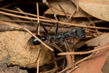 Myrmecia tarsata — worker photo 27