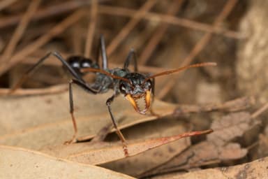Myrmecia tarsata — worker photo 28