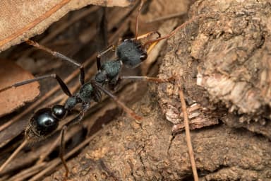 Myrmecia tarsata — worker photo 29