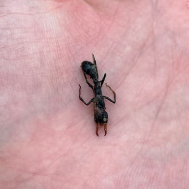 Myrmecia tarsata photo 32