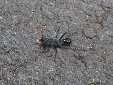 Myrmecia tarsata photo 33