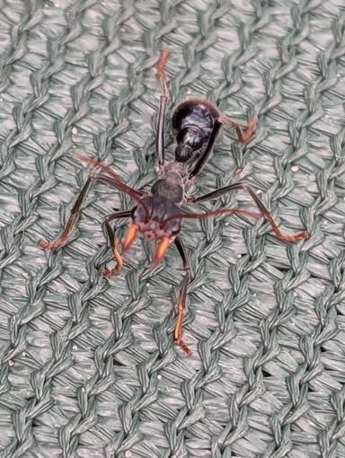 Myrmecia tarsata photo 34