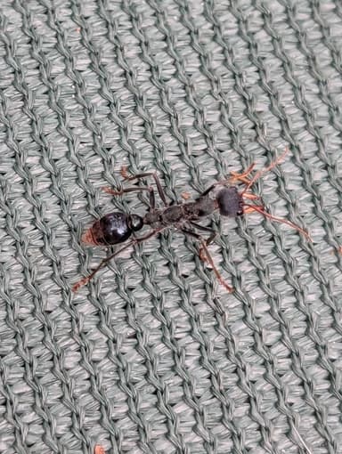 Myrmecia tarsata photo 35