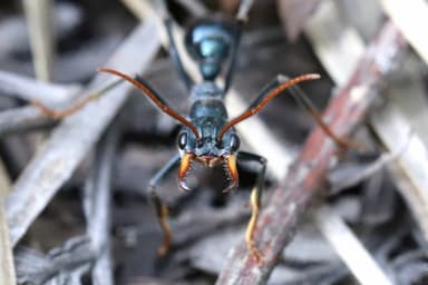 Myrmecia tarsata photo 36