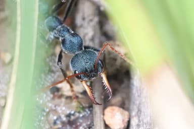 Myrmecia tarsata photo 37