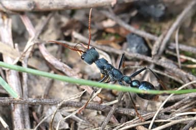Myrmecia tarsata photo 38