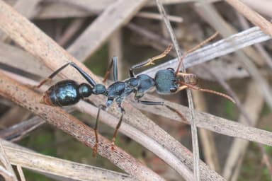 Myrmecia tarsata photo 39