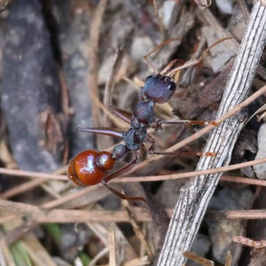 Myrmecia tarsata — colony photo 40