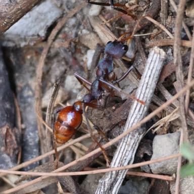 Myrmecia tarsata — colony photo 41