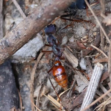 Myrmecia tarsata — colony photo 42