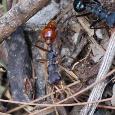 Myrmecia tarsata — colony photo 43