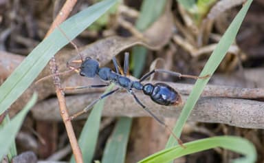 Myrmecia tarsata photo 44