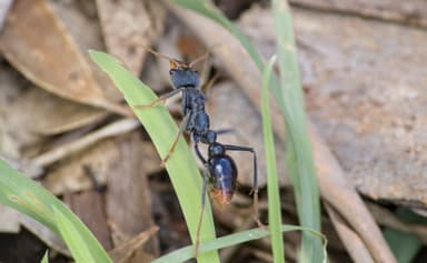 Myrmecia tarsata photo 45