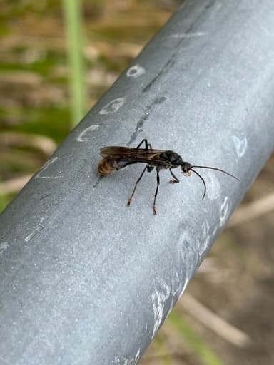 Myrmecia tarsata photo 46