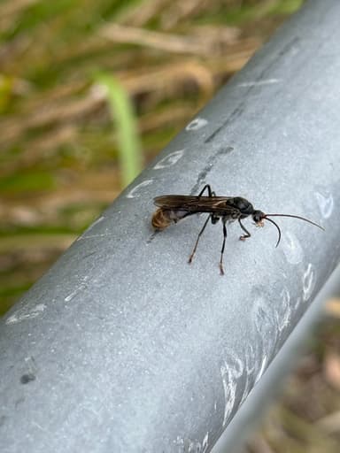 Myrmecia tarsata photo 47