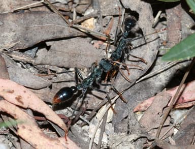 Myrmecia tarsata photo 48