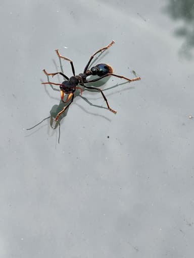 Myrmecia tarsata photo 49