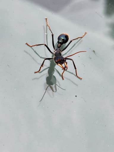 Myrmecia tarsata photo 50