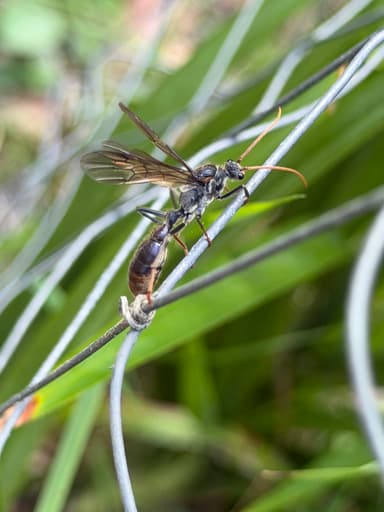 Myrmecia tarsata photo 51