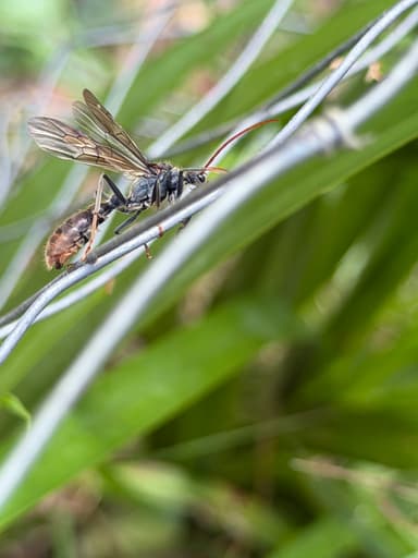 Myrmecia tarsata photo 52