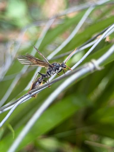 Myrmecia tarsata photo 53