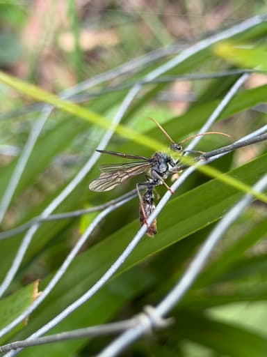 Myrmecia tarsata photo 54