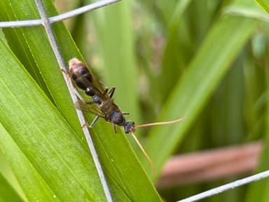 Myrmecia tarsata photo 55