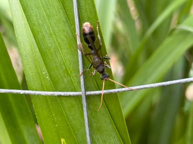 Myrmecia tarsata photo 56