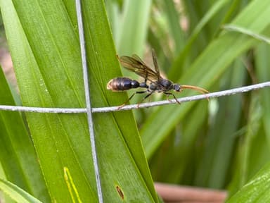 Myrmecia tarsata photo 57