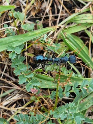Myrmecia tarsata photo 58