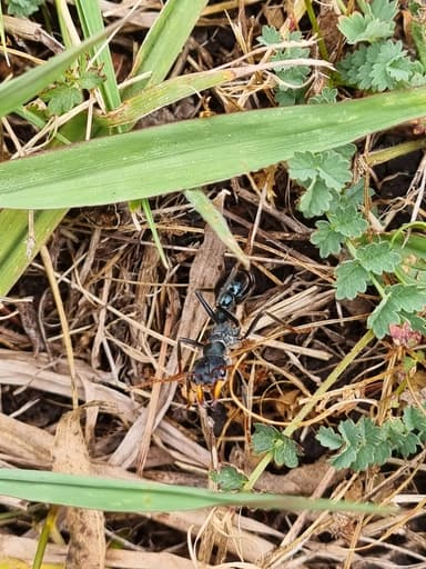 Myrmecia tarsata photo 59