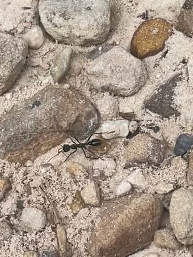 Myrmecia tarsata photo 61
