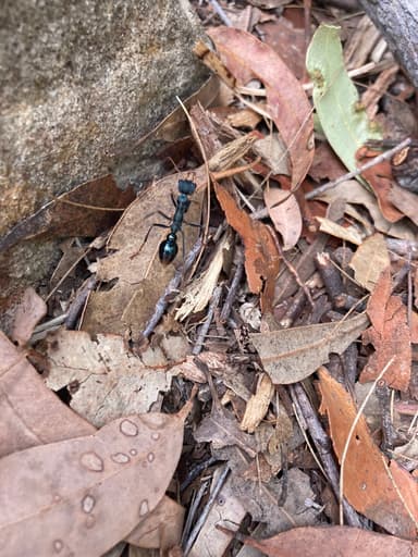 Myrmecia tarsata photo 62