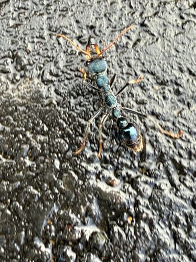 Myrmecia tarsata photo 66