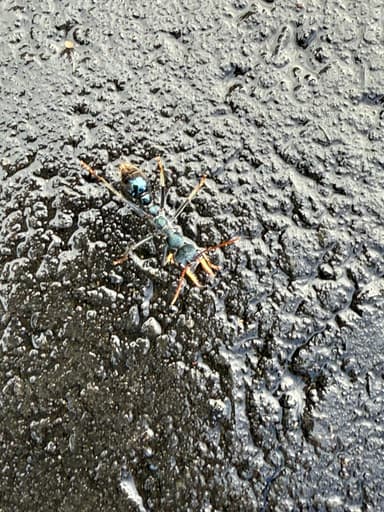 Myrmecia tarsata photo 67