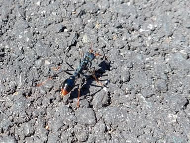 Myrmecia tarsata photo 69