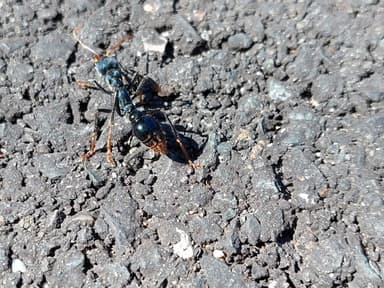 Myrmecia tarsata photo 70