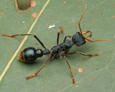 Myrmecia tarsata photo 72