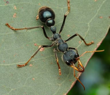 Myrmecia tarsata photo 73