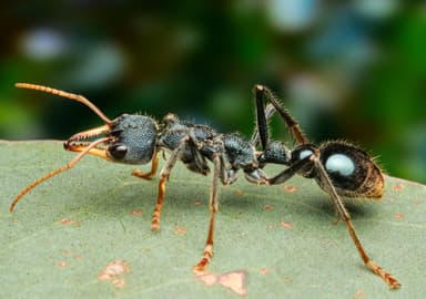 Myrmecia tarsata photo 74